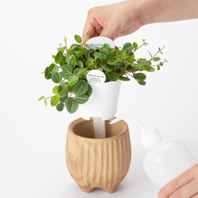 アクアテラポット スタンプ ヒノキ(ペペロミアアングラータ)2