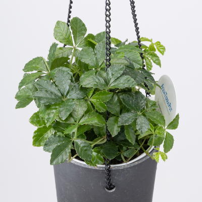 アクアテラポット　ハンギングボウル　ブラック（パーセノシッサス　シュガーバイン）2