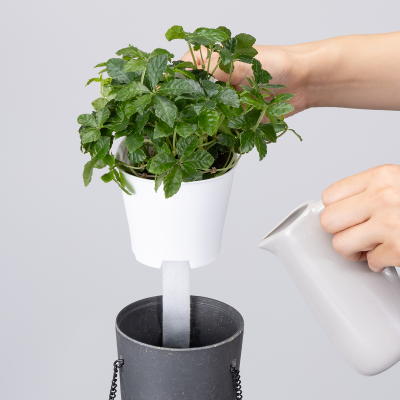 アクアテラポット　ハンギングボウル　ブラック（パーセノシッサス　シュガーバイン）3