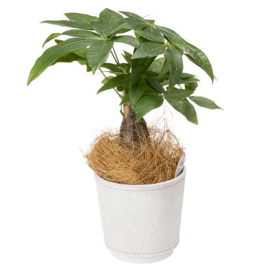 ４１８リサイクルペーパー　スタンドポットＳ　ホワイト（パキラ）2