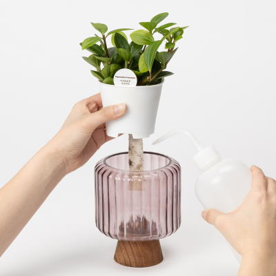 アクアテラポット タッツァ オーバル バーガンディー(ペペロミアココメロ)3