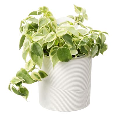 アクアテラポット　ゼン　ホワイト（ペペロミア　セルペンス）