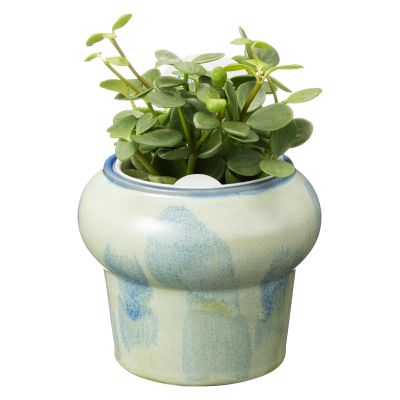 アクアテラポット　プランプ　ブルー（ペペロミア　ホープ）