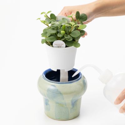 アクアテラポット　プランプ　ブルー（ペペロミア　ホープ）3