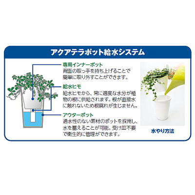 アクアテラポット　プランプ　ブルー（ペペロミア　ホープ）4